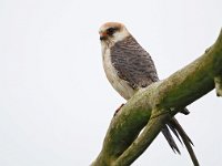 Falco vespertinus 31, Roodpootvalk, Saxifraga-Hans Dekker