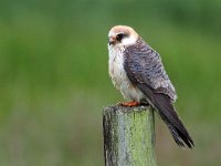 Falco vespertinus 32, Roodpootvalk, Saxifraga-Hans Dekker