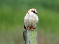 Falco vespertinus 33, Roodpootvalk, Saxifraga-Hans Dekker