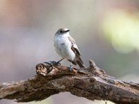 Ficedula hypoleuca 38, Bonte vliegenvanger, Saxifraga-Luuk Vermeer