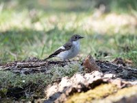 Ficedula hypoleuca 39, Bonte vliegenvanger, Saxifraga-Luuk Vermeer