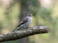 Ficedula hypoleuca 48, Bonte vliegenvanger, Saxifraga-Luuk Vermeer