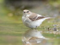 Ficedula hypoleuca 62, Bonte vliegenvanger, Saxifraga-Luuk Vermeer