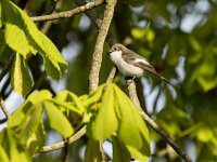 Ficedula hypoleuca 64, Bonte vliegenvanger, adult, male, Saxifraga-Theo Verstrael