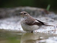 Ficedula hypoleuca 69, Bonte vliegenvanger, Saxifraga-Luuk Vermeer