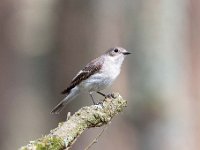 Ficedula hypoleuca 77, Bonte vliegenvanger, Saxifraga-Luuk Vermeer