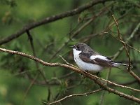 Ficedula hypoleuca 81, Bonte vliegenvanger, Saxifraga-Hans Dekker