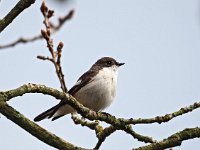 Ficedula hypoleuca 82, Bonte vliegenvanger, Saxifraga-Hans Dekker