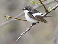 Ficedula hypoleuca 90, Bonte vliegenvanger, Saxifraga-Tom Heijnen