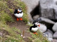 Fratercula arctica 60, Papegaaiduiker, Saxifraga-Bart Vastenhouw