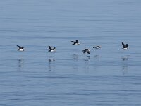 Fratercula arctica 74, Papegaaiduiker, Saxifraga-Willem van Kruijsbergen