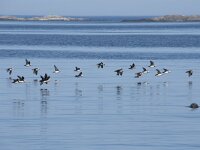 Fratercula arctica 80, Papegaaiduiker, Saxifraga-Willem van Kruijsbergen