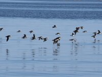 Fratercula arctica 82, Papegaaiduiker, Saxifraga-Willem van Kruijsbergen