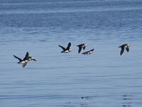 Fratercula arctica 86, Papegaaiduiker, Saxifraga-Willem van Kruijsbergen