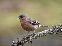 Fringilla coelebs 103, Vink, Saxifaga-Luuk Vermeer