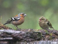 Fringilla coelebs 106, Vink, adult, male and juveniles, Saxifraga-Theo Verstrael