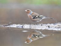 Fringilla coelebs 107, Vink, Saxifaga-Luuk Vermeer