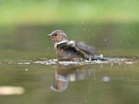 Fringilla coelebs 111, Vink, Saxifaga-Luuk Vermeer