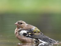 Fringilla coelebs 113, Vink, Saxifaga-Luuk Vermeer