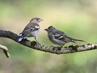 Fringilla coelebs 122, Vink, Saxifaga-Luuk Vermeer