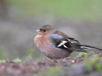 Fringilla coelebs 123, Vink, Saxifaga-Luuk Vermeer