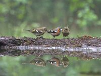 Fringilla coelebs 123, Vink, adult, male, Saxifraga-Theo Verstrael