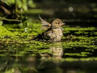 Fringilla coelebs 38, Vink, adult, female, Saxifraga-Theo Verstrael