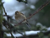 Fringilla coelebs 41, Vink, adult, female, Saxifraga-Theo Verstrael