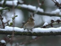 Fringilla coelebs 43, Vink, adult, female, Saxifraga-Theo Verstrael