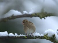 Fringilla coelebs 44, Vink, adult, female, Saxifraga-Theo Verstrael