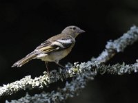 Fringilla coelebs 55, Vink, Saxifaga-Luuk Vermeer