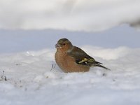 Fringilla coelebs 59, Vink, Saxifaga-Luuk Vermeer