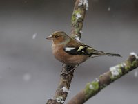 Fringilla coelebs 60, Vink, Saxifaga-Luuk Vermeer