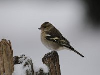 Fringilla coelebs 63, Vink, Saxifaga-Luuk Vermeer