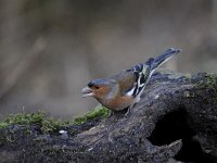 Fringilla coelebs 77, Vink, Saxifaga-Luuk Vermeer