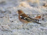 Fringilla coelebs 81, Vink, Saxifaga-Luuk Vermeer