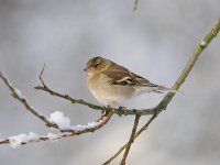 Fringilla coelebs 82, Vink, Saxifaga-Luuk Vermeer