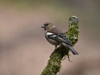 Fringilla coelebs 89, Vink, Saxifaga-Luuk Vermeer