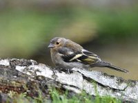 Fringilla coelebs 92, Vink, Saxifaga-Luuk Vermeer