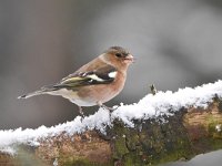 Fringilla coelebs 93, Vink, Saxifaga-Luuk Vermeer