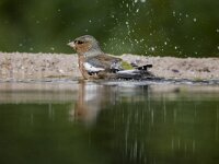 Fringilla coelebs 99, Vink, adult, male, Saxifraga-Theo Verstrael