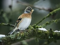 Fringilla montifringilla 109, Keep, adult, male, Saxifraga-Theo Verstrael