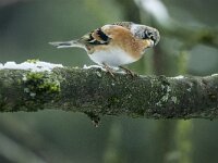Fringilla montifringilla 110, Keep, adult, male, Saxifraga-Theo Verstrael