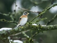 Fringilla montifringilla 111, Keep, adult, male, Saxifraga-Theo Verstrael