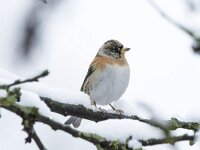 Fringilla montifringilla 14, Keep, adult, female, Saxifraga-Theo Verstrael