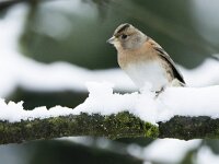 Fringilla montifringilla 22, Keep, adult, female, Saxifraga-Theo Verstrael