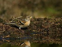 Fringilla montifringilla 66, Keep, adult, female, Saxifraga-Theo Verstrael