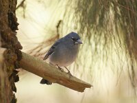 Fringilla teydea 12, Blauwe vink, adult, male, Saxifraga-Theo Verstrael