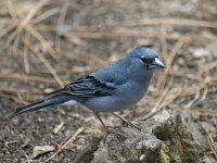 Fringilla teydea 13, Blauwe vink, adult, male, Saxifraga-Theo Verstrael