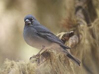 Fringilla teydea 16, Blauwe vink, adult, male, Saxifraga-Theo Verstrael